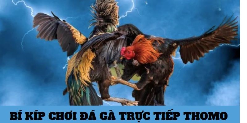 Các bí kíp chơi đá gà trực tiếp Thomo chia sẻ từ siêu kê thủ